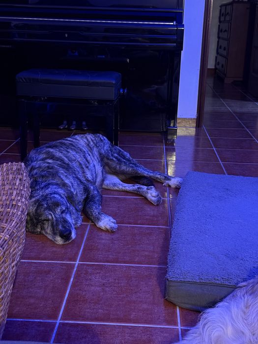 Cadela Rafeiro Alentejano esterilizada