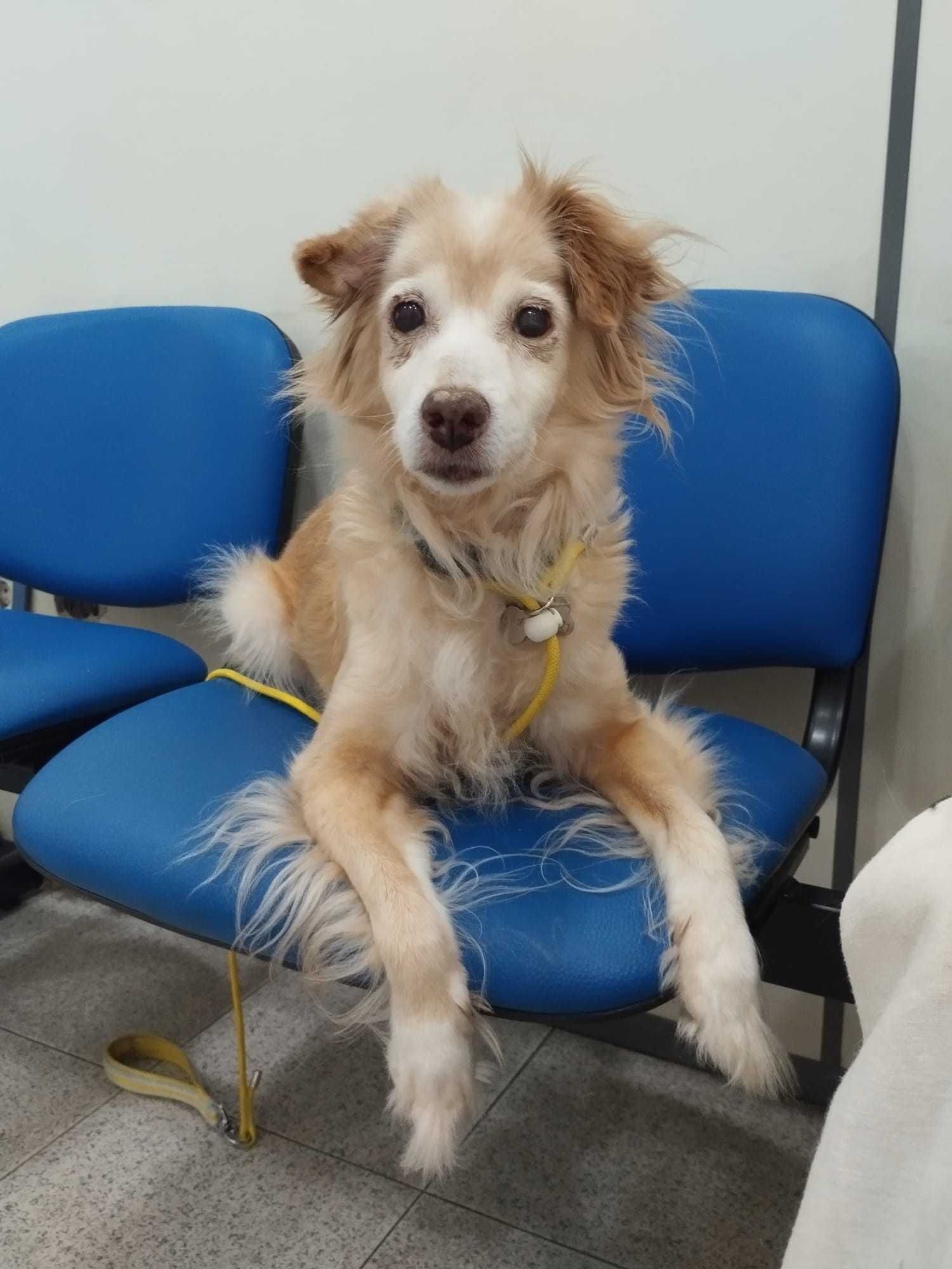 PITUCHA (Fêmea, 12 Anos, 9 Kg) Para Adoção