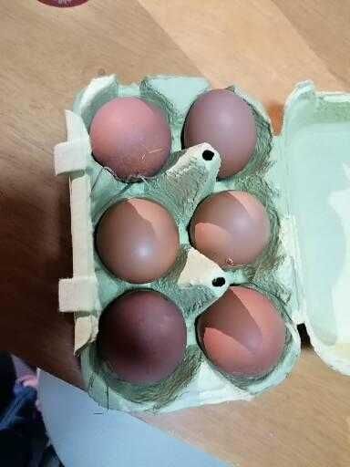Tenho para venda ovos caseiros