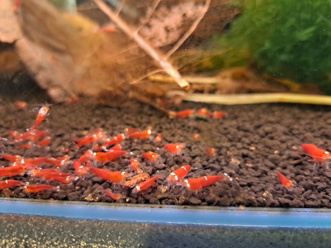 Krewetka caridina super crystal red