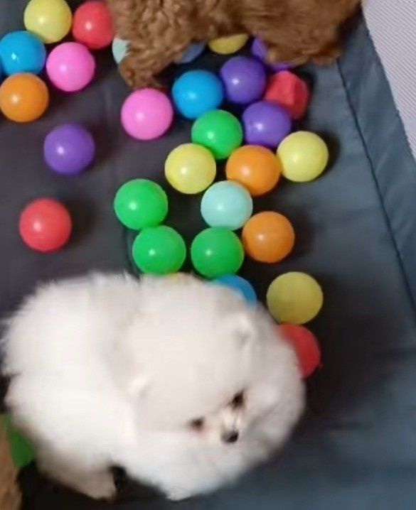 Spitz anao macho lulu Pomerânia lindo