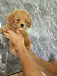 Maltipoo Suczka zapraszam