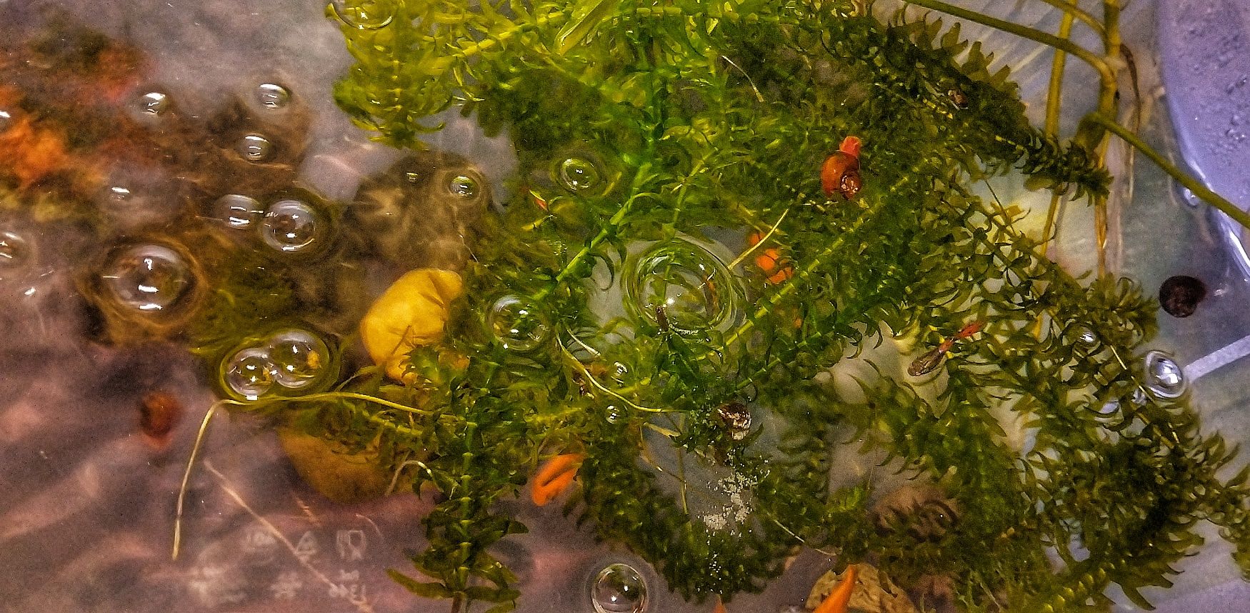 Planta de aquário emogena