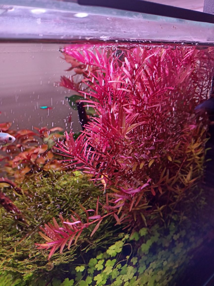 Rotala czerwona 30 gałązek