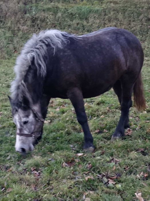 Klacz zimnokrwistą sprzedam