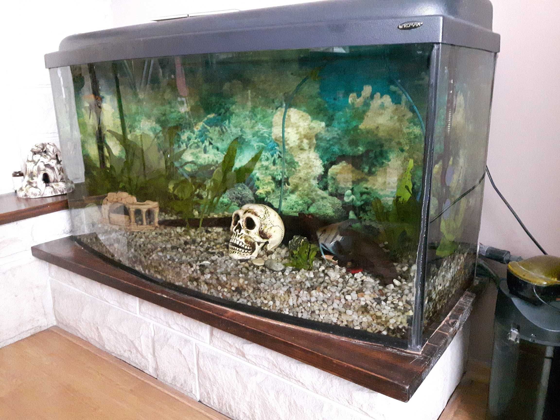 Akwarium z rybkami i osprzętem 200l.