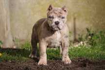 American bully standart