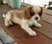 Cavalier King Charles Spaniel