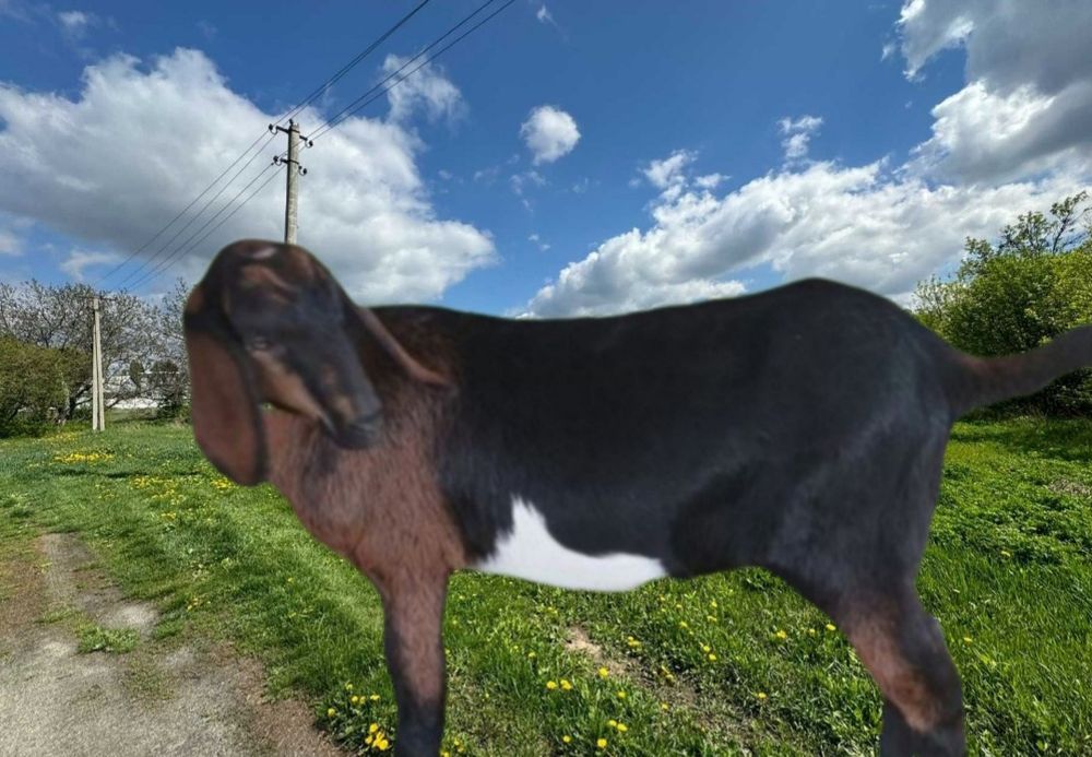 Продам козочку Англонубійської породи