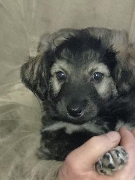 Віддаю цуценя такси метис