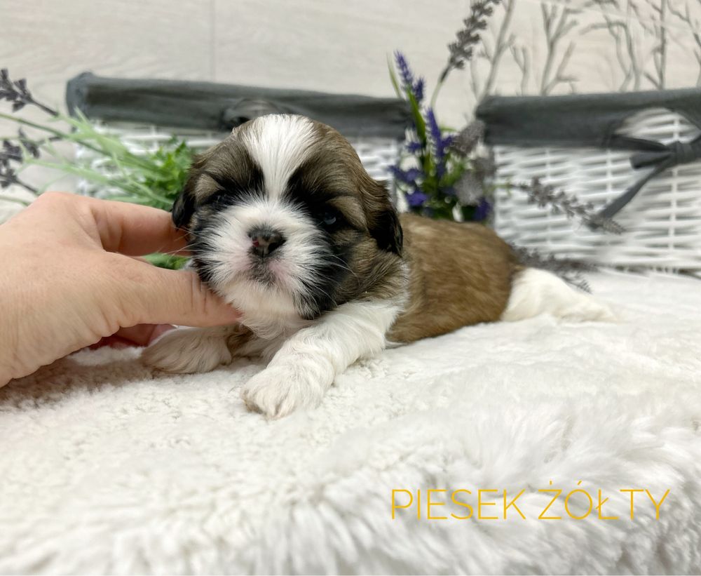 Shih Tzu, tricolor, chłopczyk, piesek.