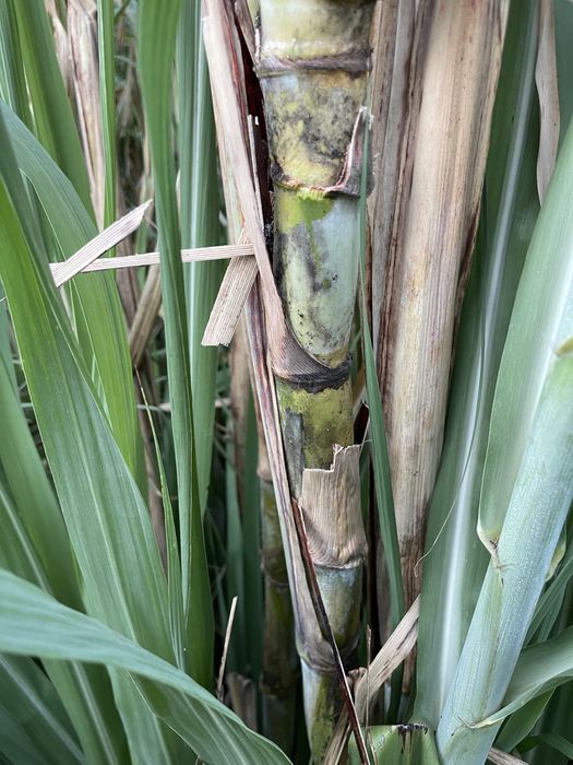Planta de cana de açúcar