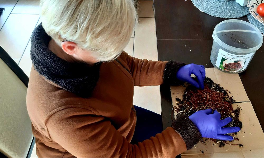 dzdzownice kalifornijskie bursztynowe 400 szt