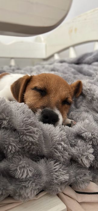 Джек расел терʼєр 5 місяців