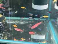 Danio prehowany oraz Neon