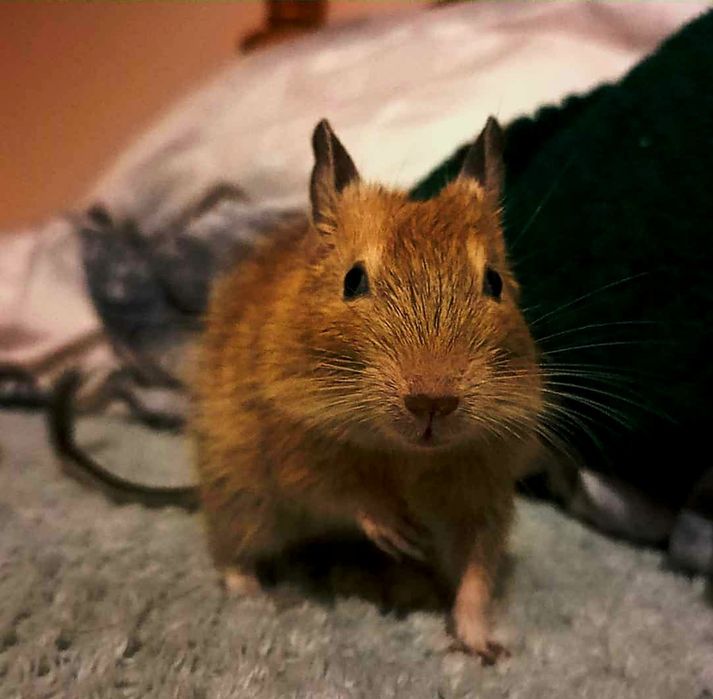 Koszatniczki samczyk mlody rudy