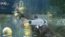 Kirys panda (Corydoras panda)