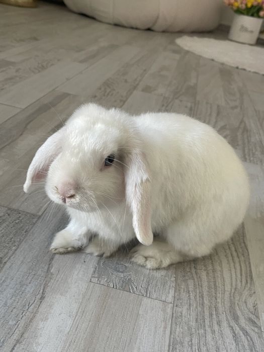 Кролик декоративний разом з кліткою