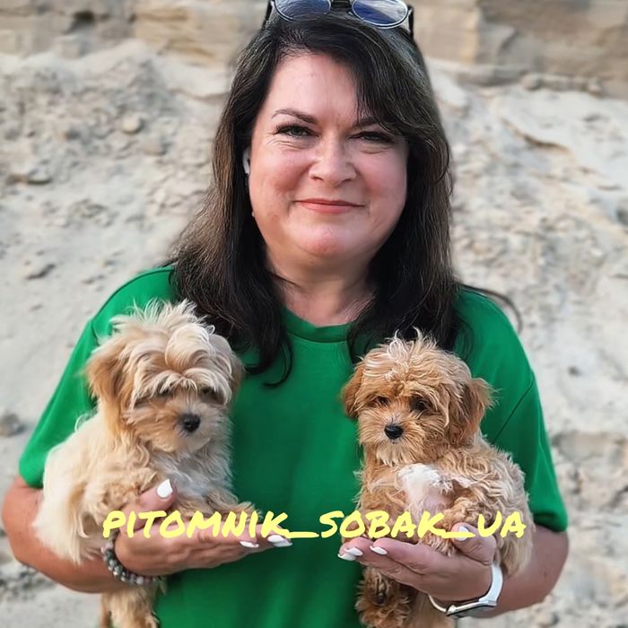 Елітні цуценята мальтіпу тікап, Китай-Корея