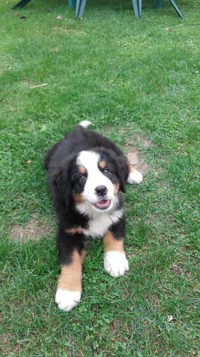 Berneński pies pasterski berneńskie z metryką i czipem