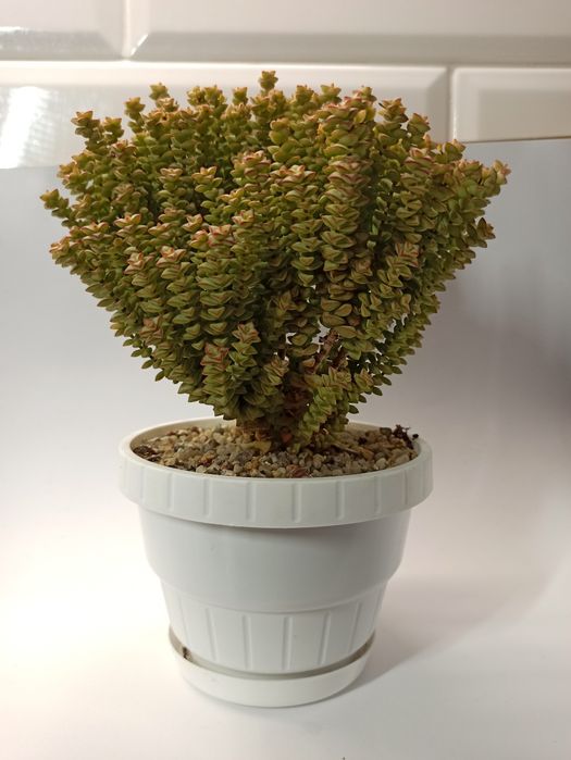 Сукулент Crassula Rupestris Tom Thumb