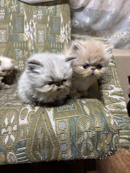 Гималайская девочка чистокровный перс