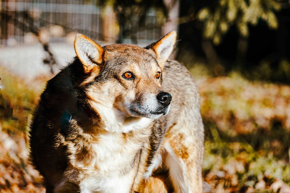 VISTO - starszy psiak błaga o dom