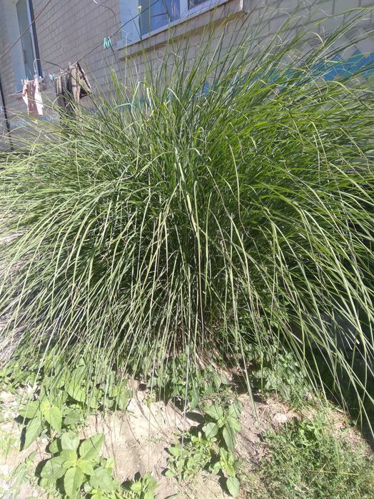 продається декоративна трава"кортадерія срібляста" або помпасна трава