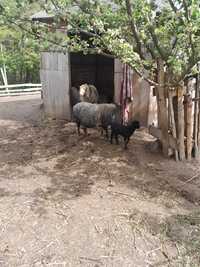 Owca kameruńska z 2 małymi owieczkami