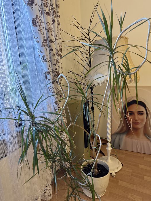 Kwiat-dracena duży