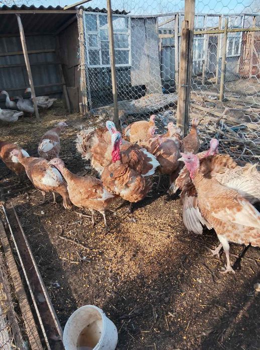 Індики та індички коричневий бурбон.