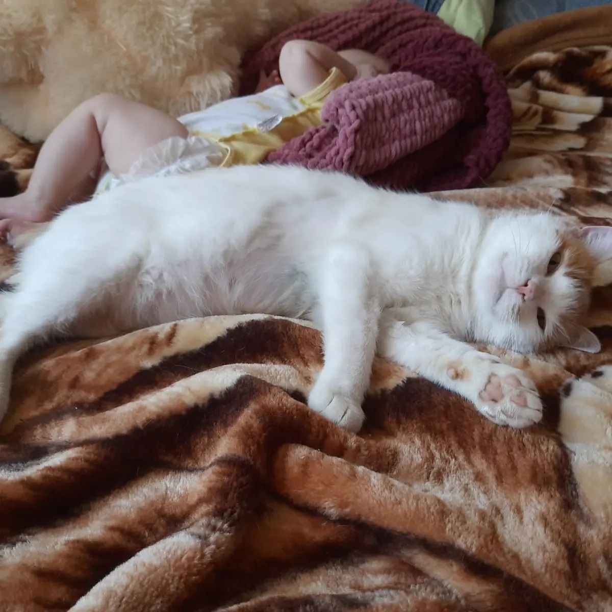 Віддам рыжего з білим кота, 2 роки, кастрований
