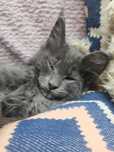 Kocurek Maine coon