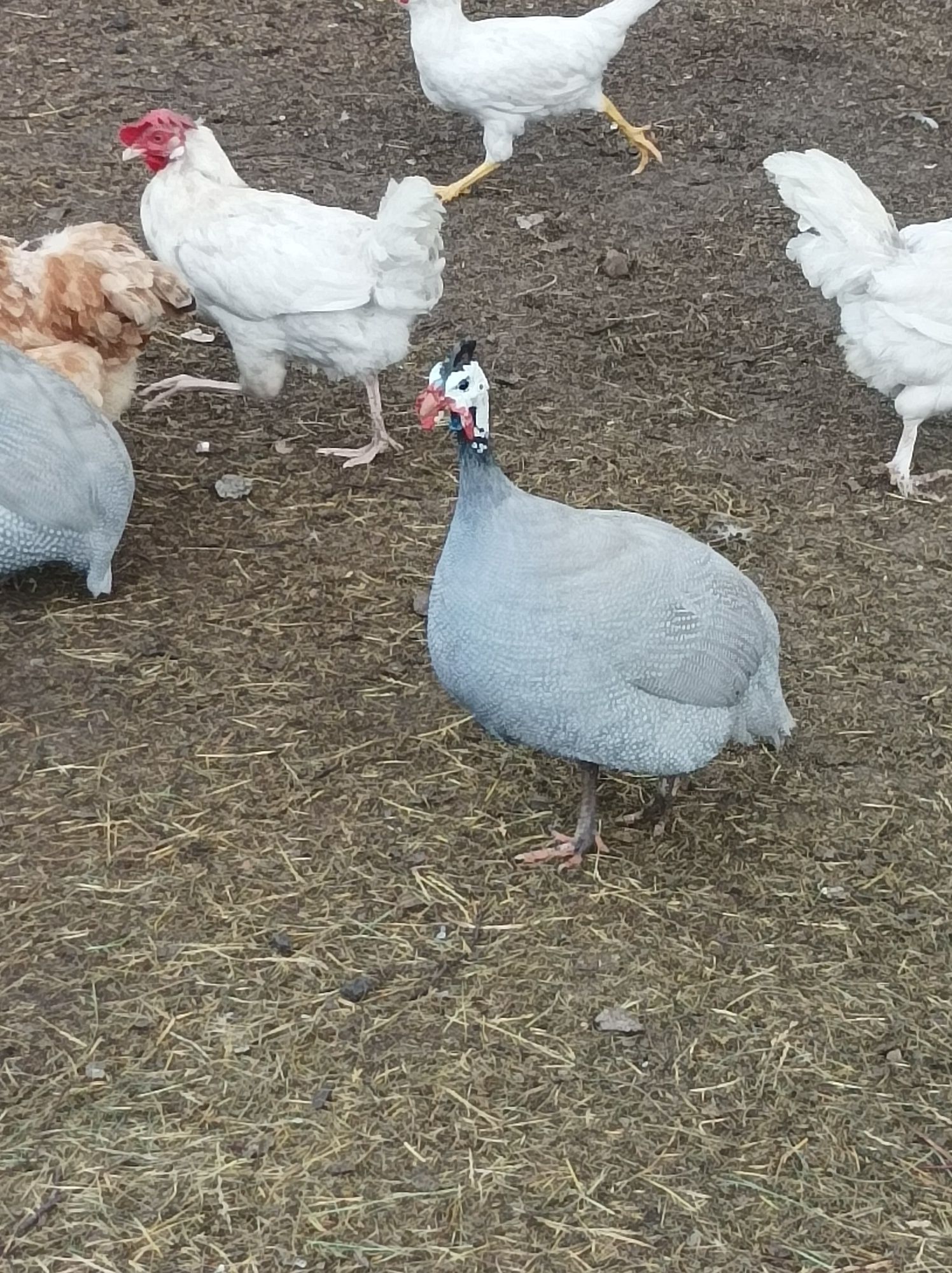 Jaja lęgowe perlików