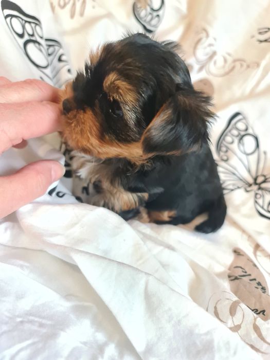 Piesek yorkshire terrier