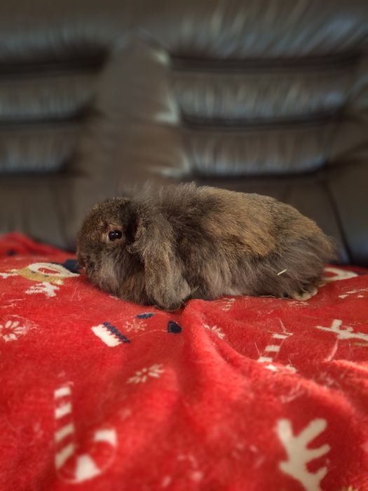 Samiczka MINI LOP oswojona przyjacielska nie gryzie