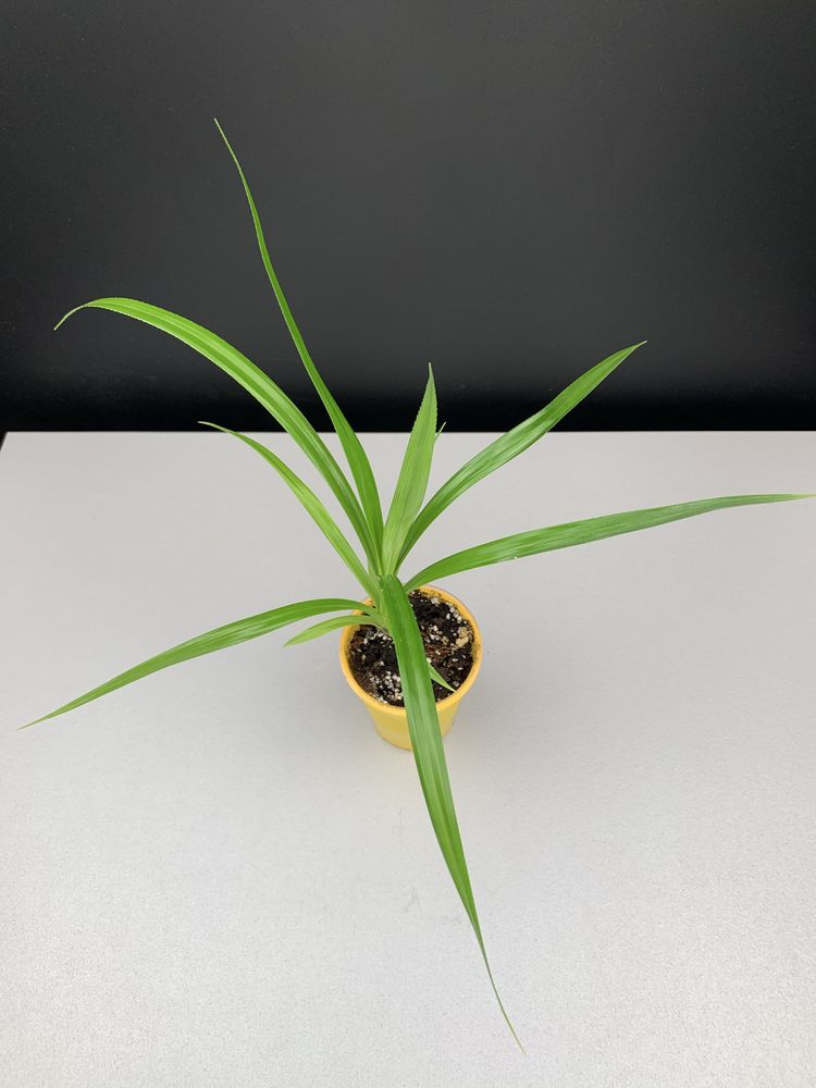 Панданус (Pandanus veitchii)