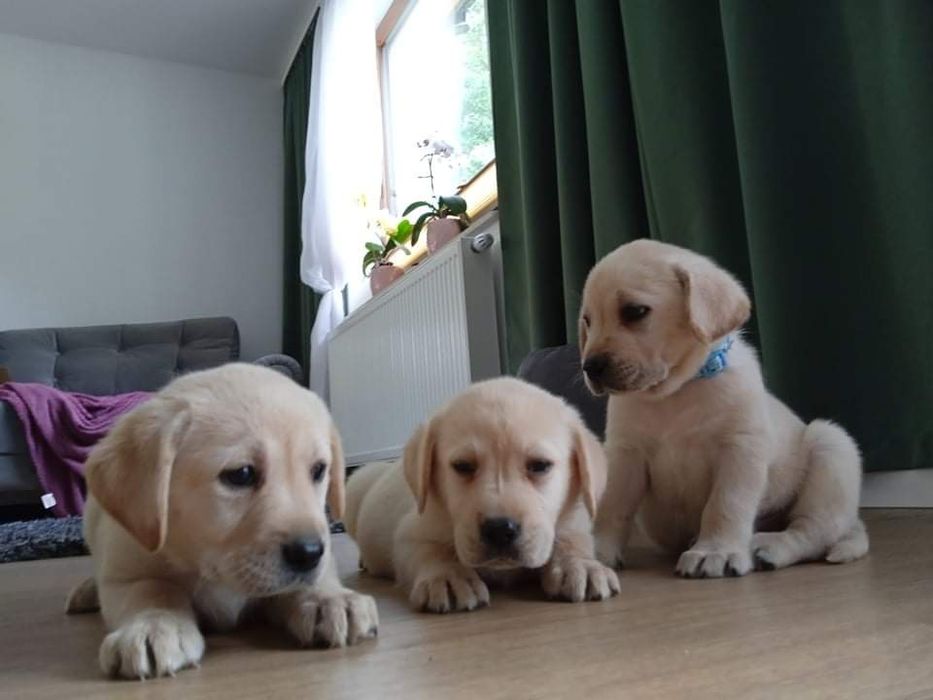 Labrador retriever