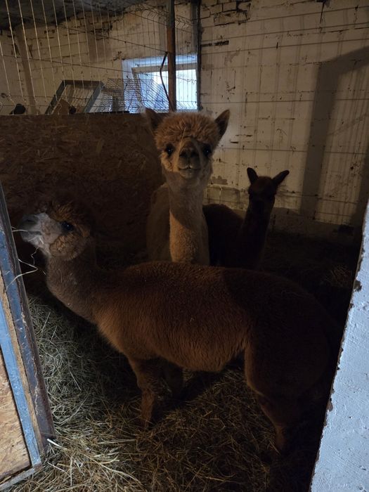 Alpaki Samice I Samczyk