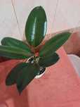 Фікус каучуконосний або Ficus elastica кімнатна рослина