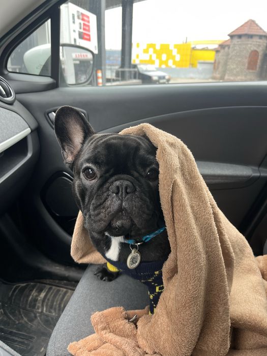 Французький бульдог для вʼязки