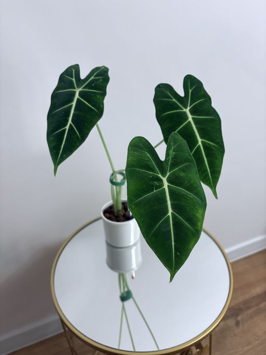 Alokazja - nadwyżki - gęsto!