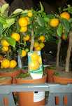 drzewko owocowe Calamondin
