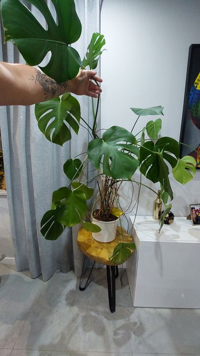 Monstera 130-150cm