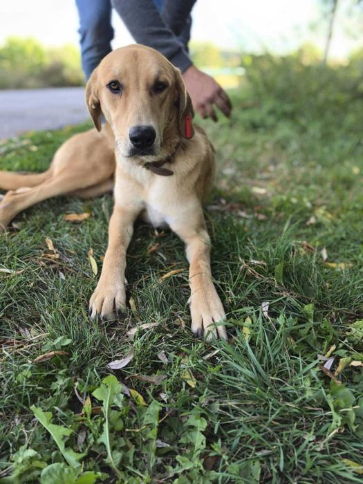 BELLUNIA  młoda,  dostojna, piękna sunia do adopcji