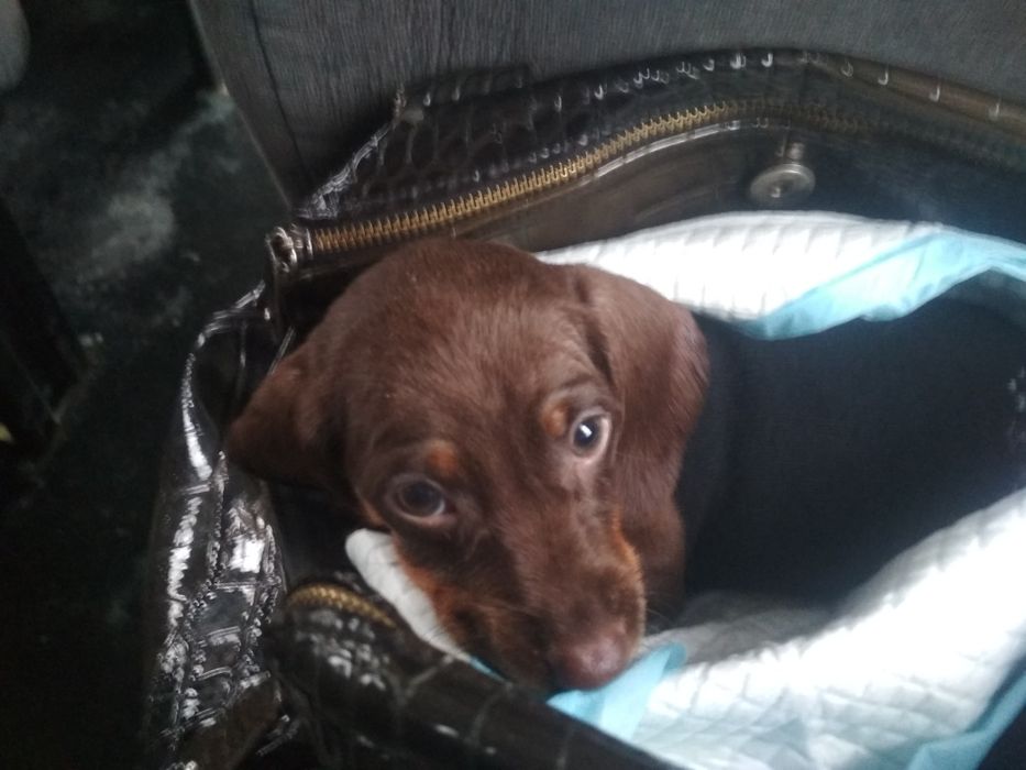 Шоколадні таксята бронювання.