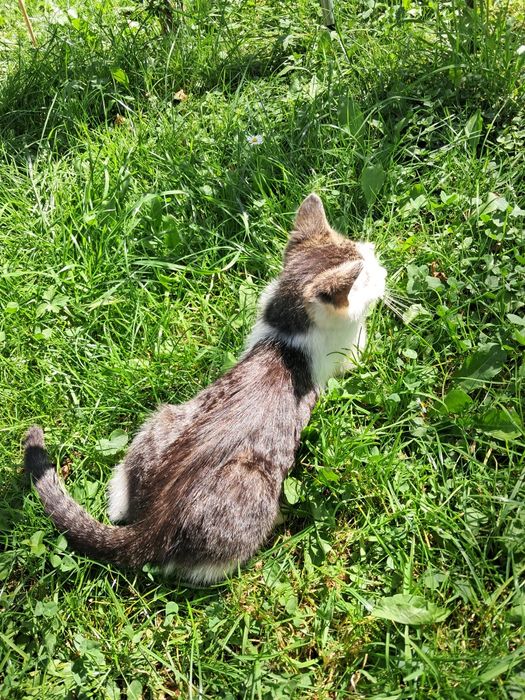 ODDAM kocurka kotka w dobre ręce kotek kot do oddania