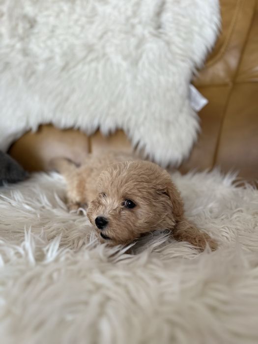 Maltipoo- suczka