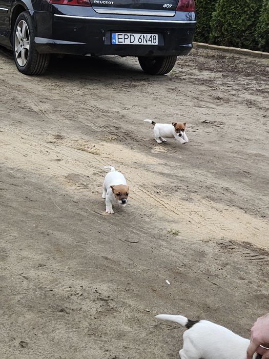 Jack russell terrier