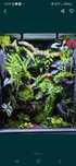Terrarium tropikalne 40x40x60 gekon